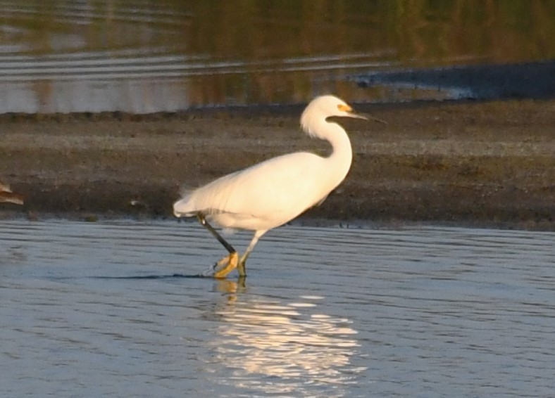 Snowy Egret - ML624170309