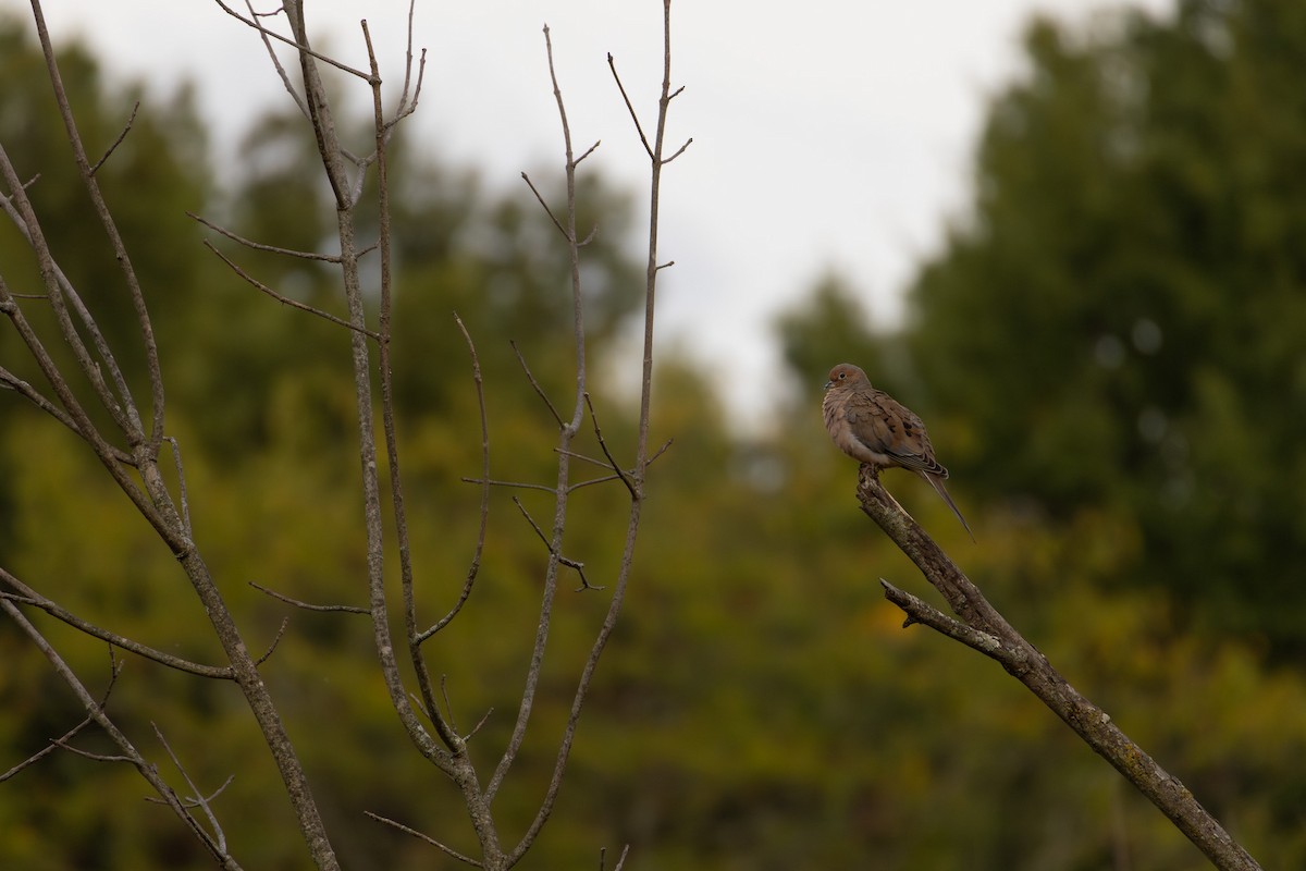 Mourning Dove - ML624170311