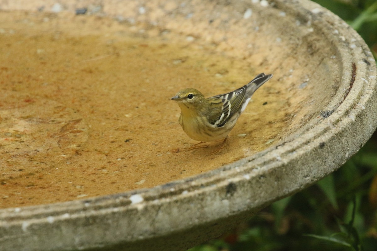 Blackpoll Warbler - Scott Young