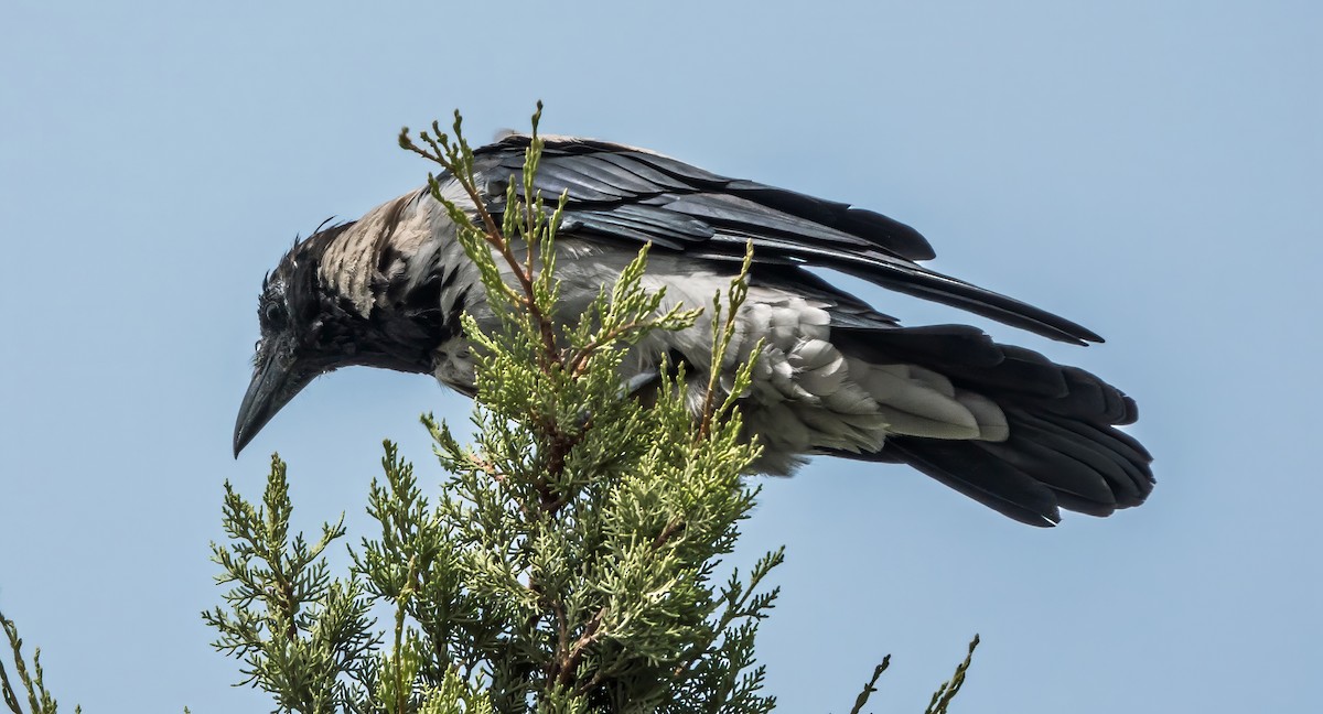 Hooded Crow - ML624170317