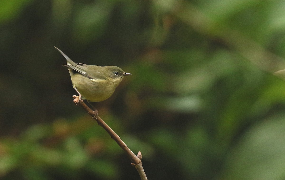 Blaurücken-Waldsänger - ML624170321