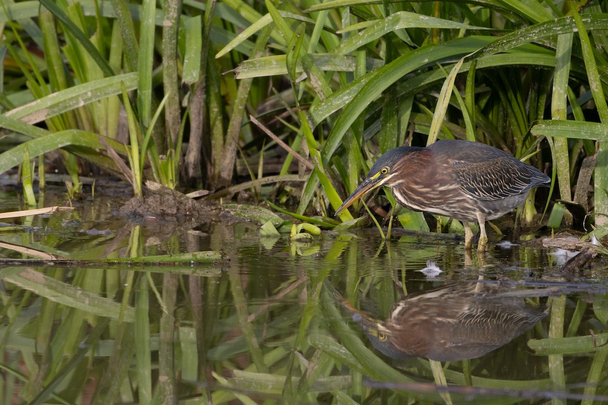 Green Heron - ML624170325