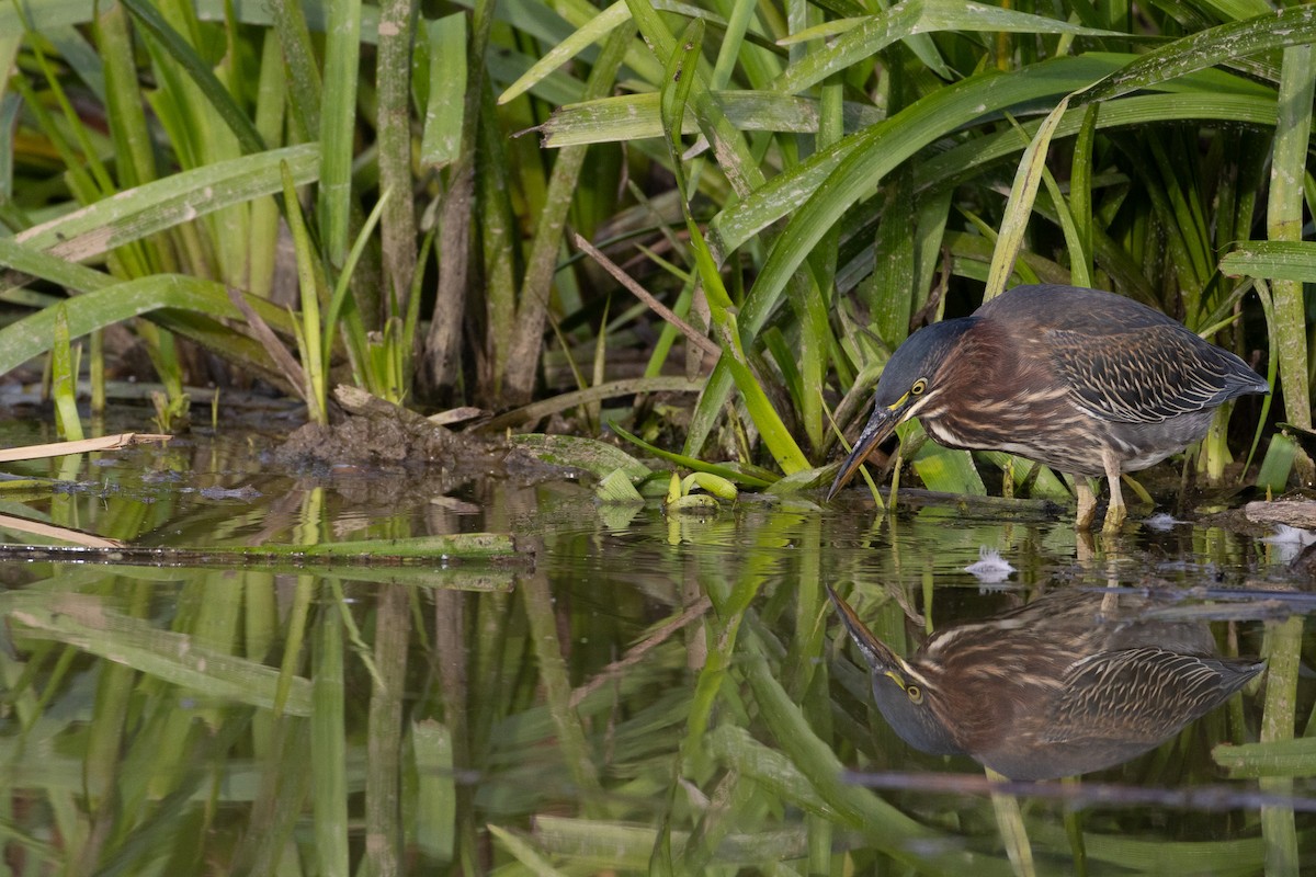 Green Heron - ML624170326