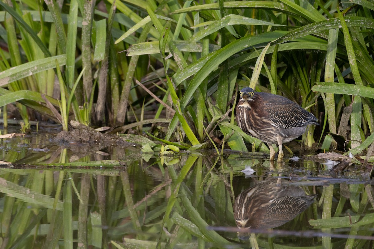 Green Heron - Maia Oliver