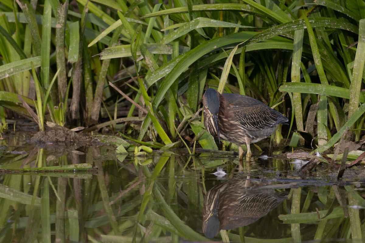 Green Heron - ML624170328