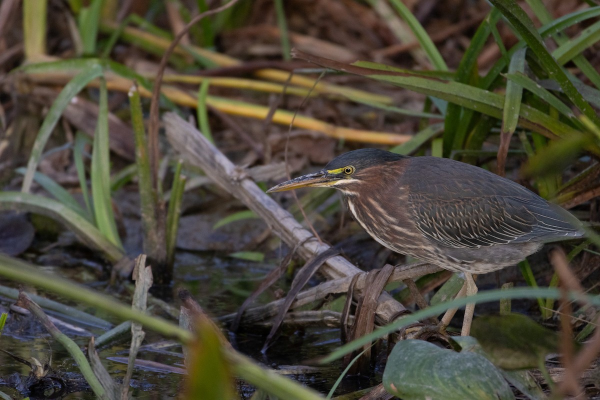 Green Heron - ML624170329