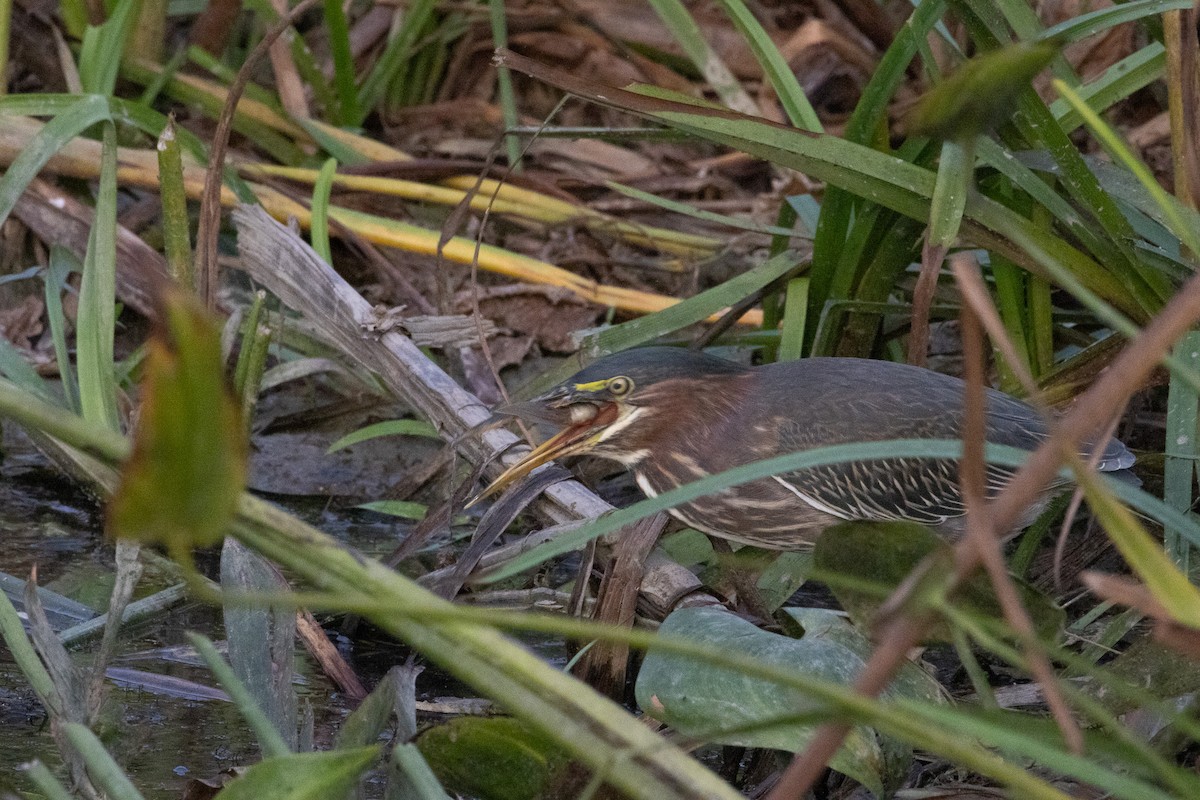 Green Heron - ML624170330