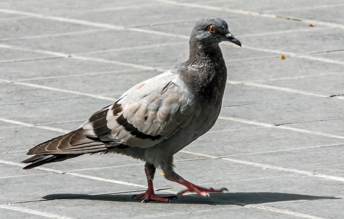 Rock Pigeon - ML624170343