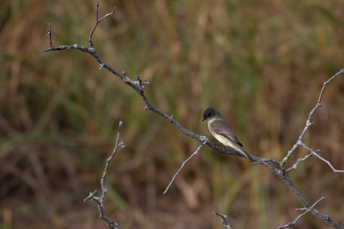 Eastern Phoebe - ML624170345