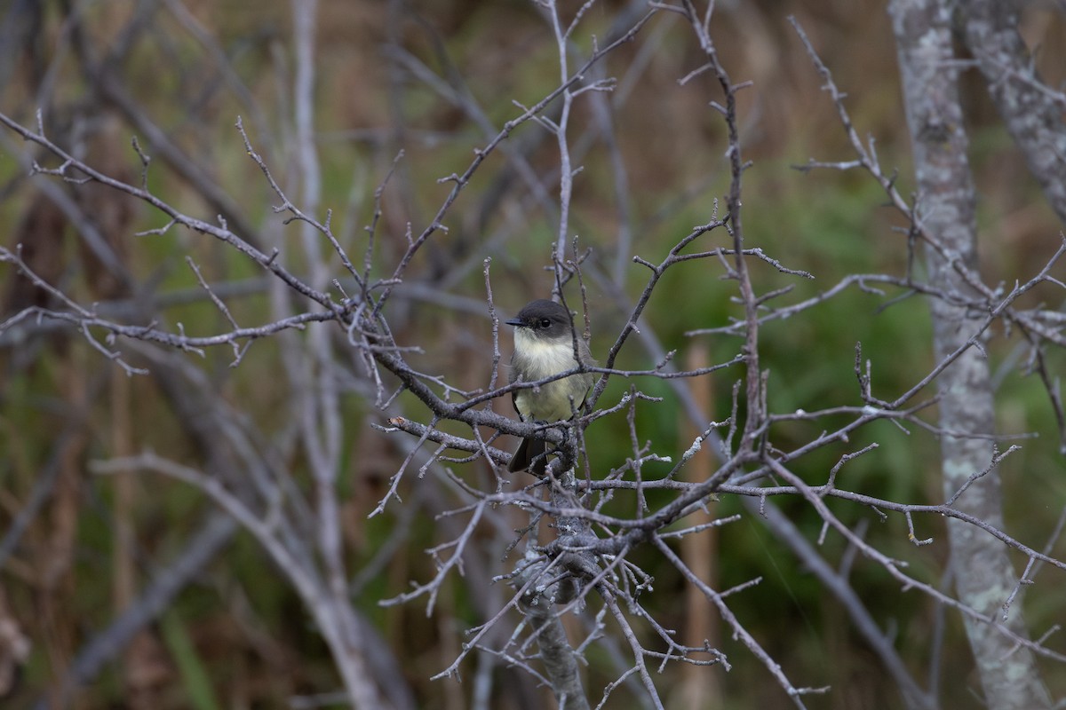 Eastern Phoebe - ML624170346