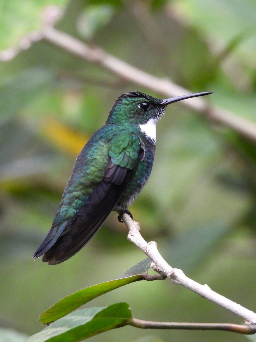 White-throated Hummingbird - Maria Lujan Solis