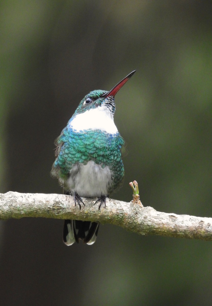 White-throated Hummingbird - Maria Lujan Solis