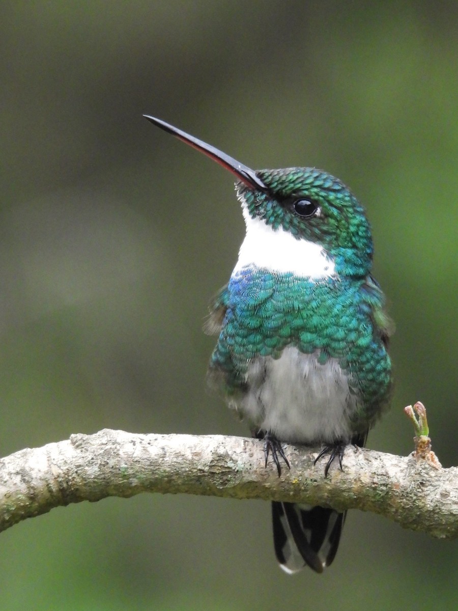 White-throated Hummingbird - ML624170364