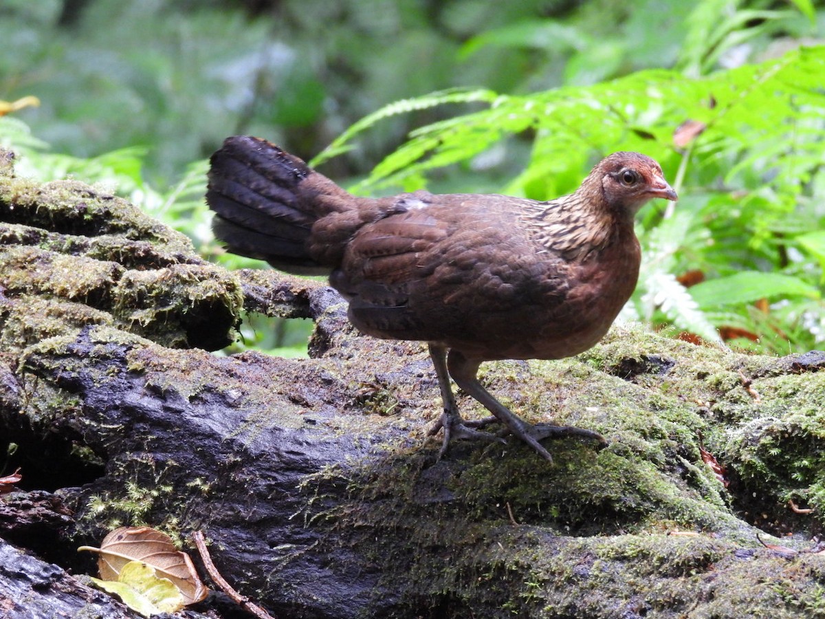 Red Junglefowl - ML624170393