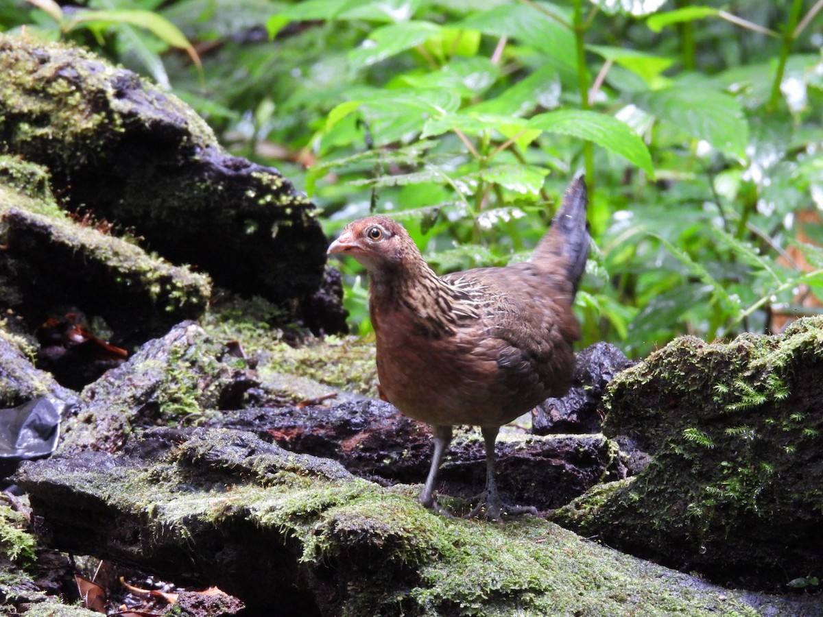 Red Junglefowl - Julie Mclennan