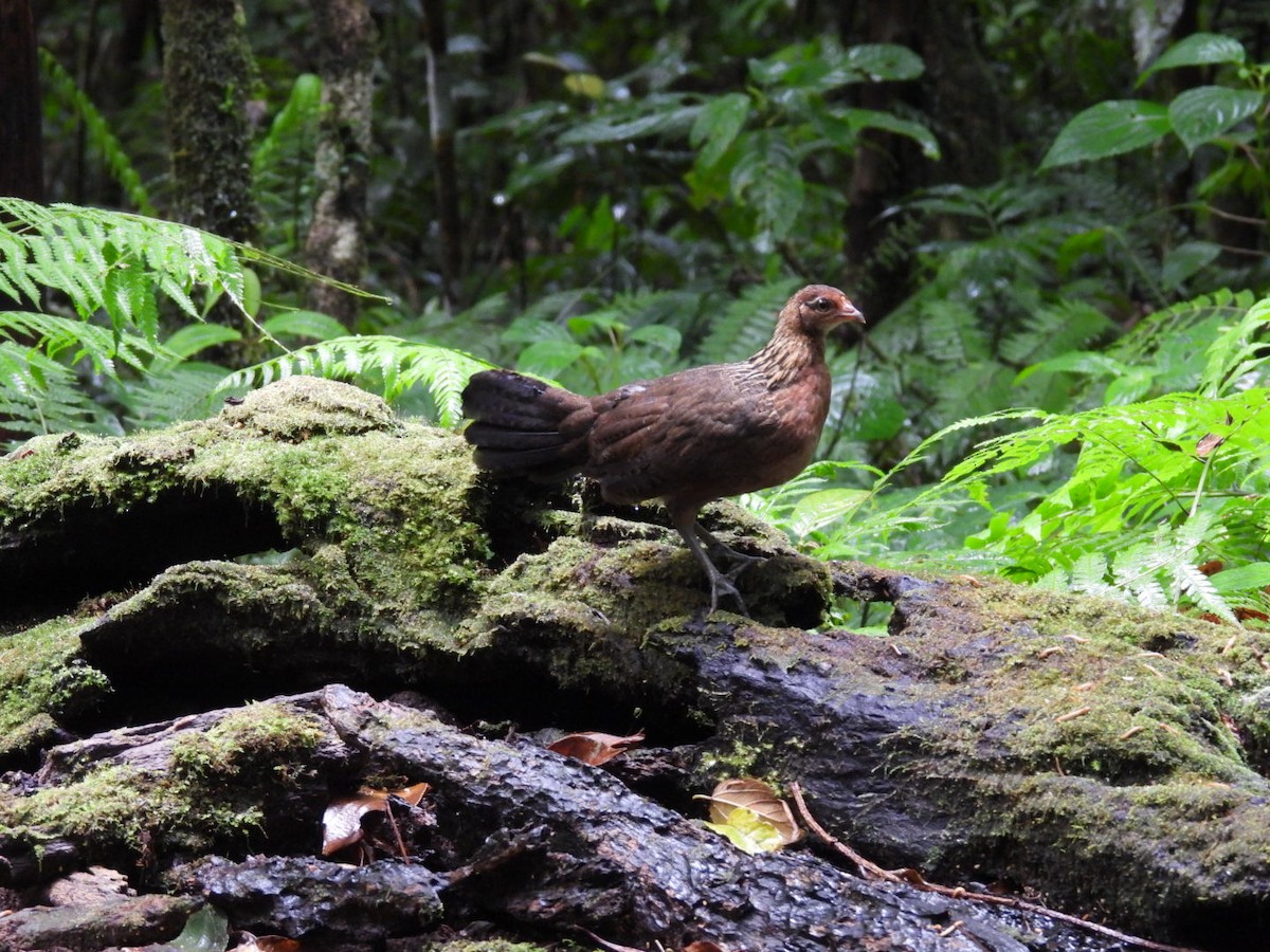 Red Junglefowl - ML624170397