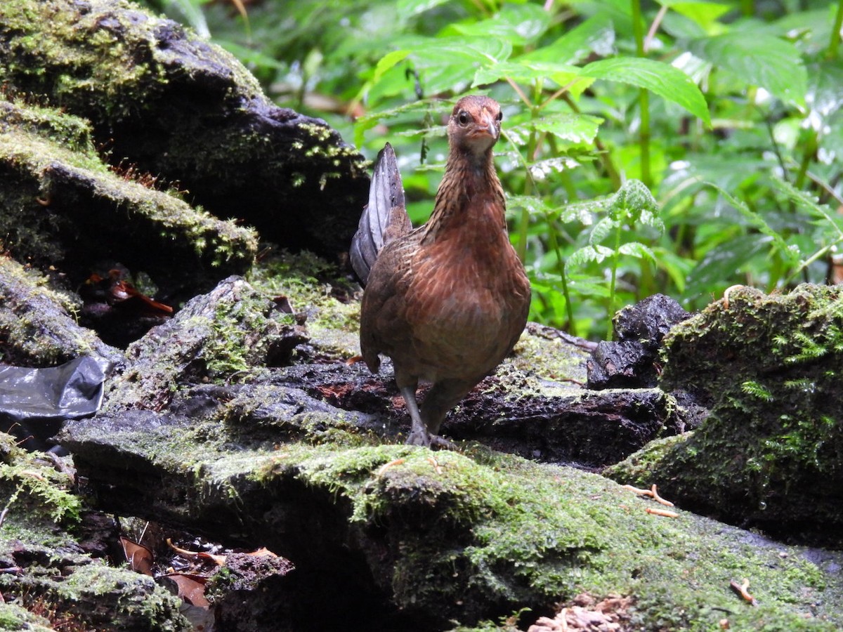 Red Junglefowl - ML624170398