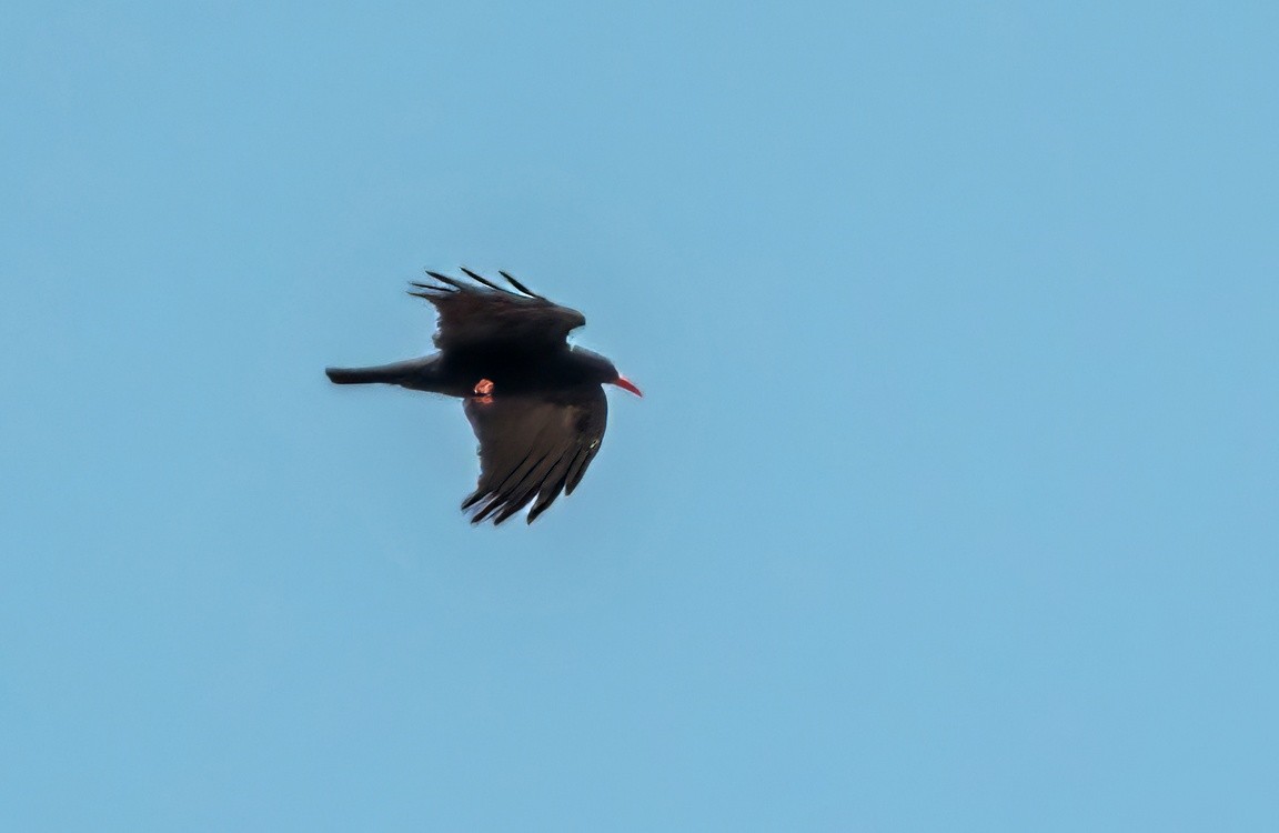 Red-billed Chough - ML624170449