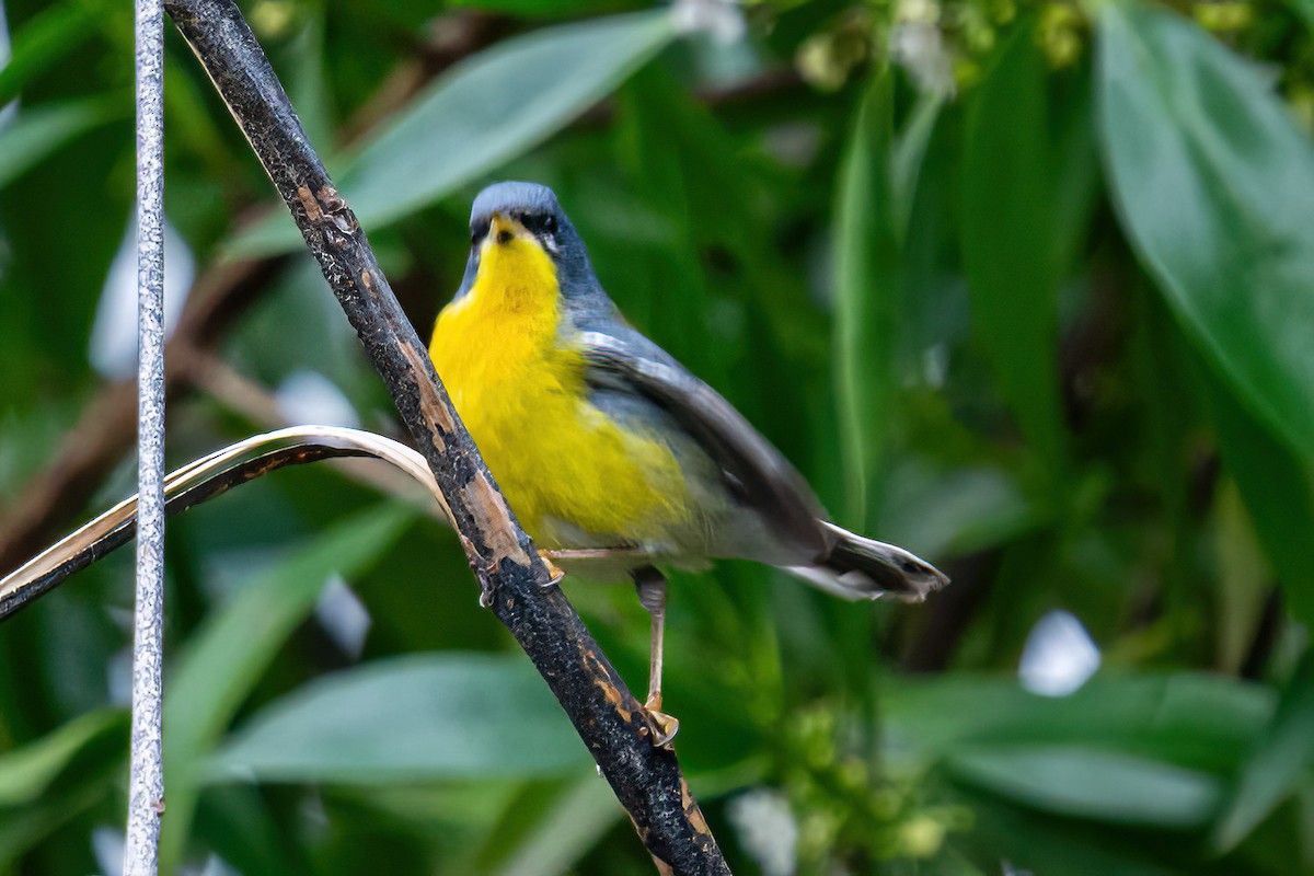 Tropical Parula - ML624170461