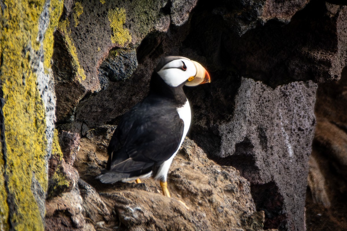 Horned Puffin - ML624170490