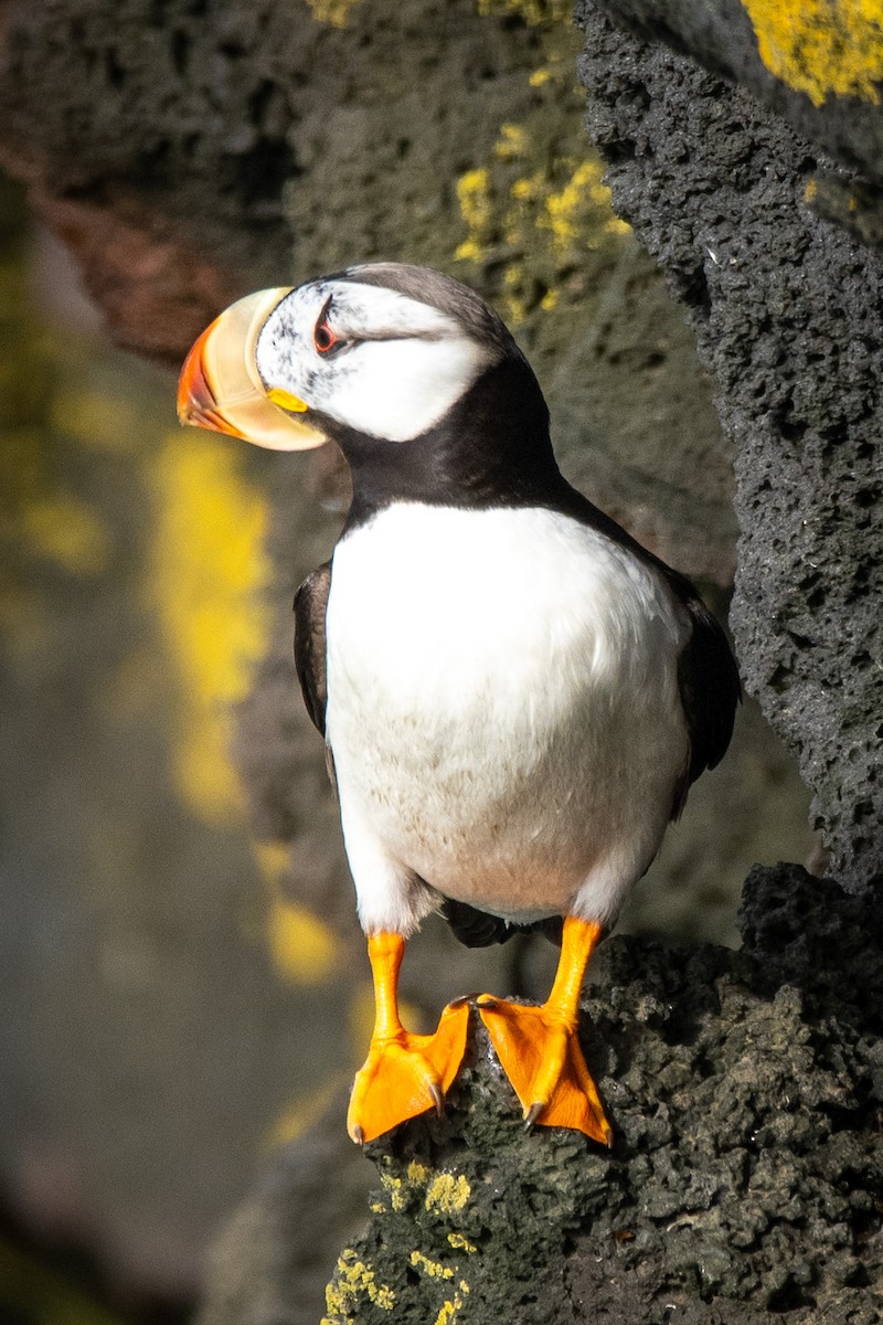 Horned Puffin - ML624170491