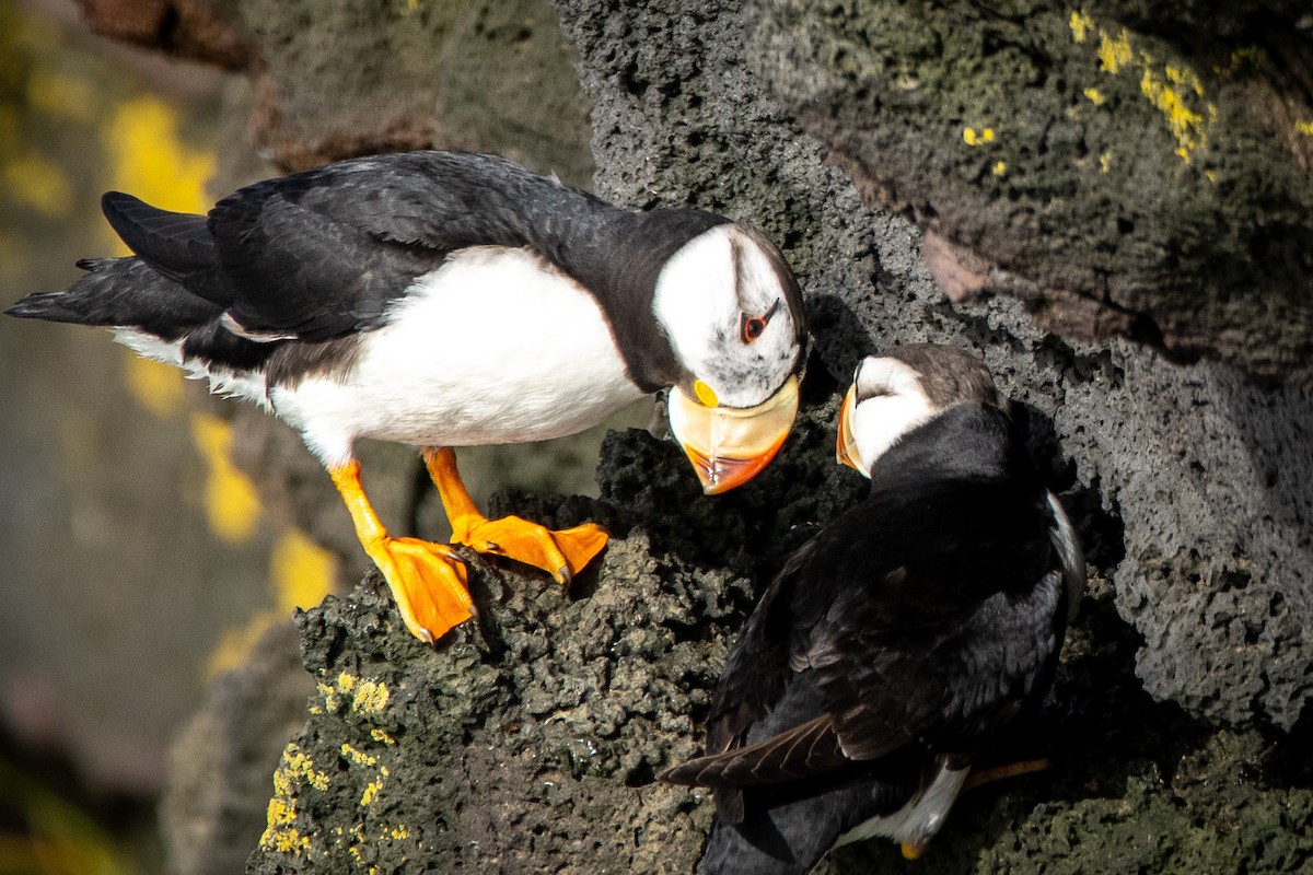 Horned Puffin - ML624170492