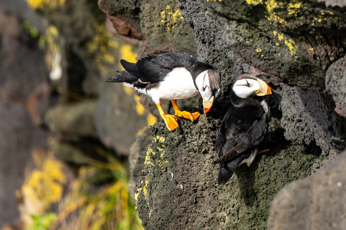 Horned Puffin - ML624170493