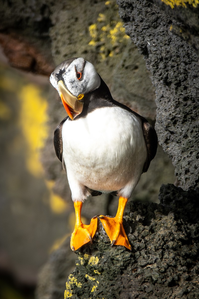 Horned Puffin - ML624170494