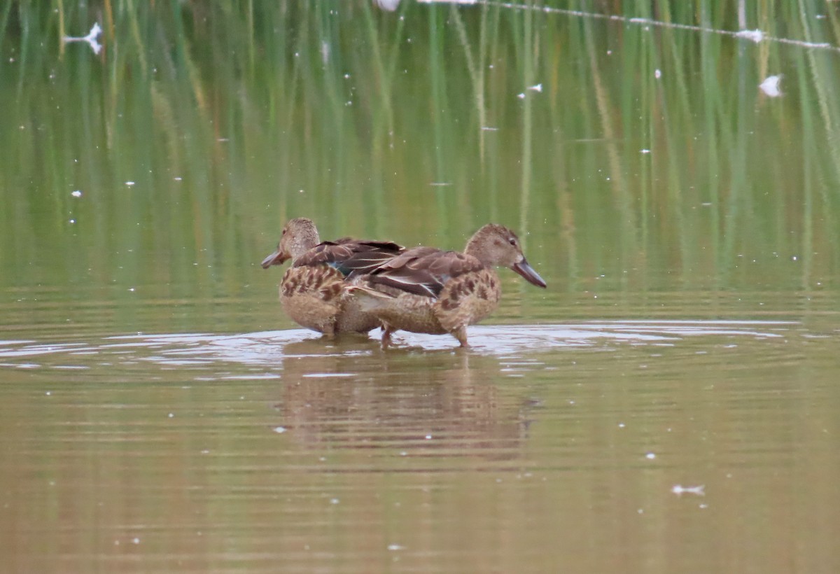 Cinnamon Teal - ML624170499