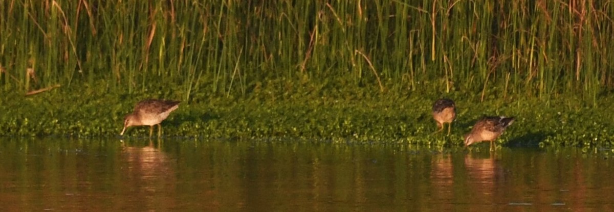 Long-billed Dowitcher - ML624170505