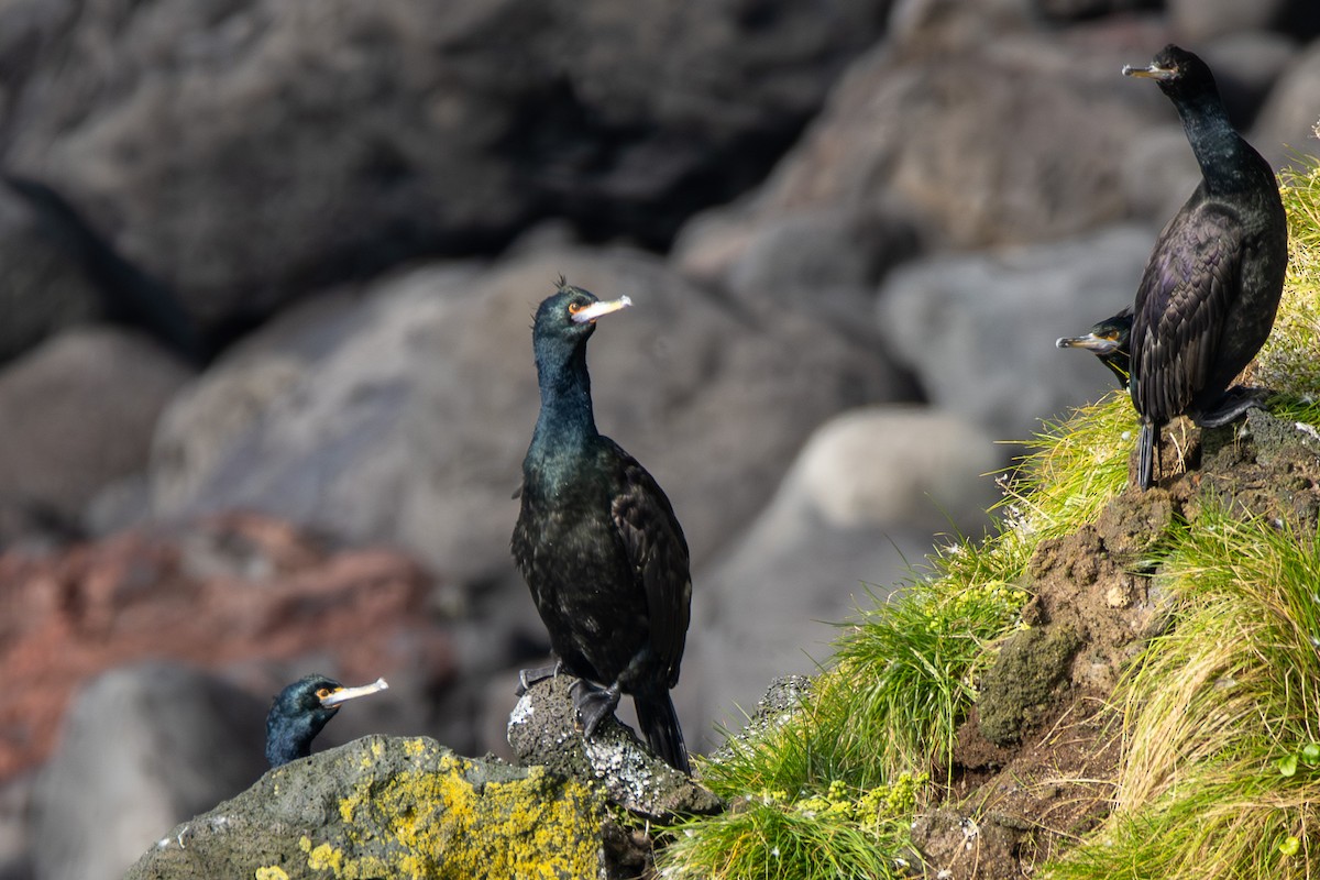 Red-faced Cormorant - ML624170506