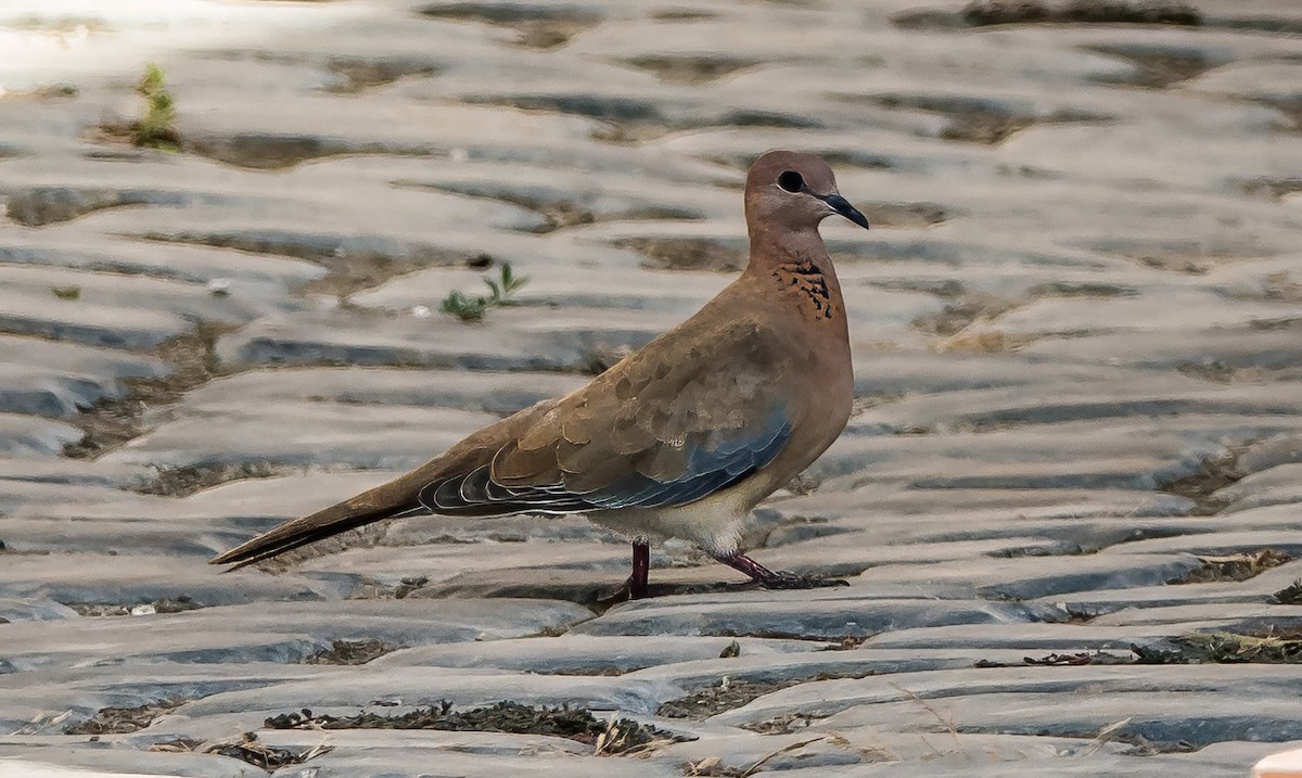 Laughing Dove - ML624170528