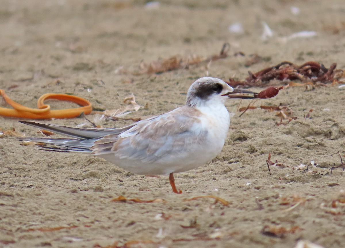 Forster's Tern - ML624170531