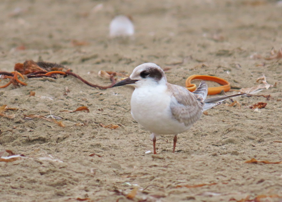 Forster's Tern - ML624170532