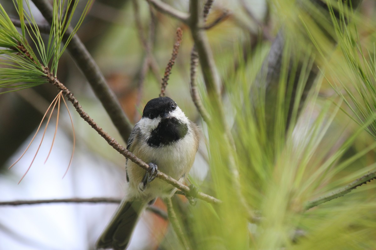 Black-capped Chickadee - ML624170541