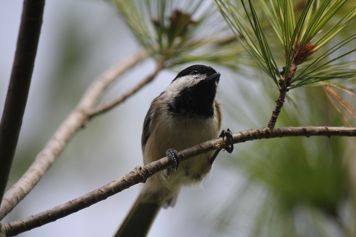 Black-capped Chickadee - Owen J.