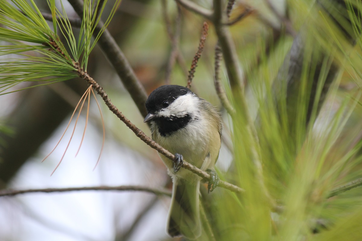 Black-capped Chickadee - ML624170543