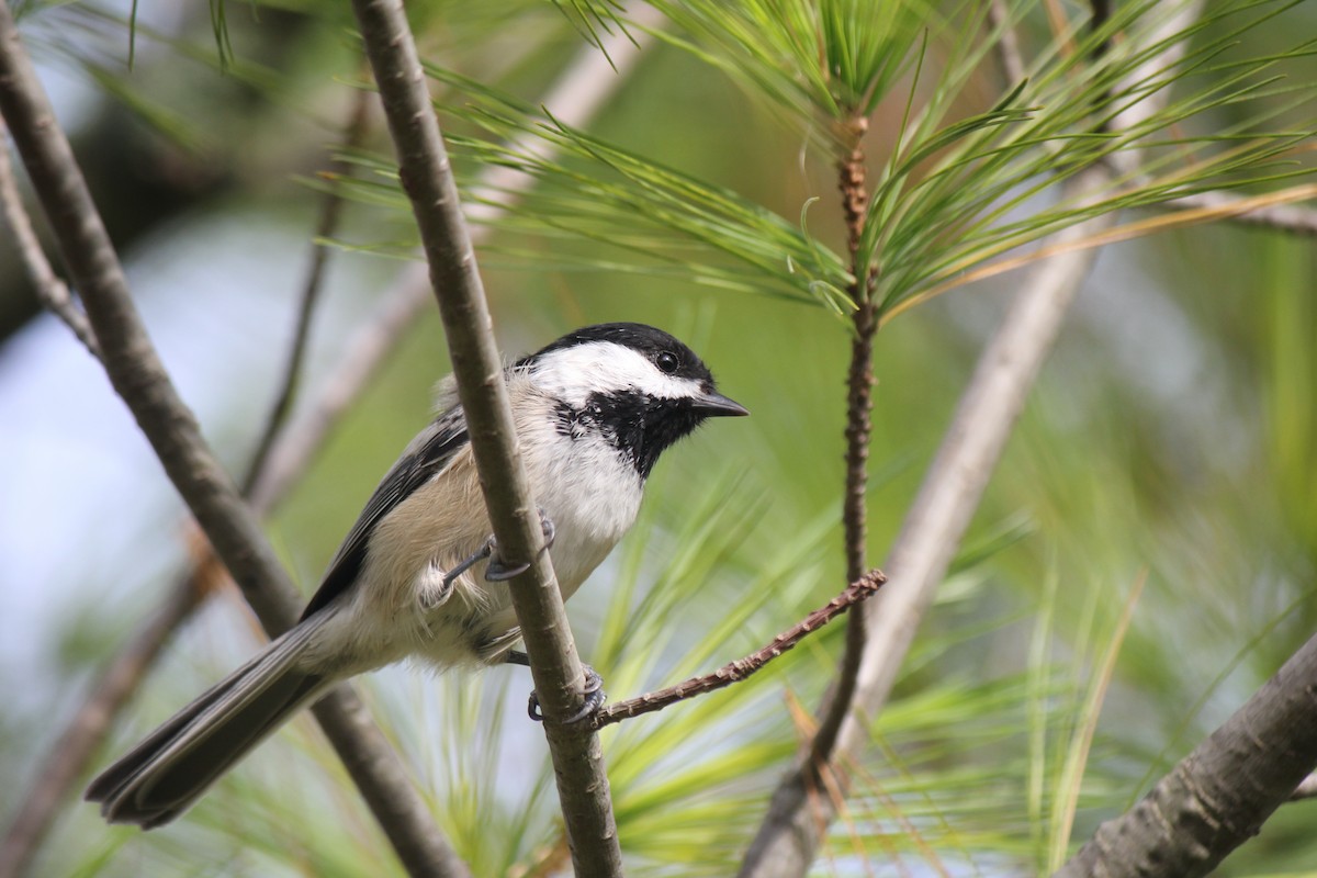 Black-capped Chickadee - ML624170544