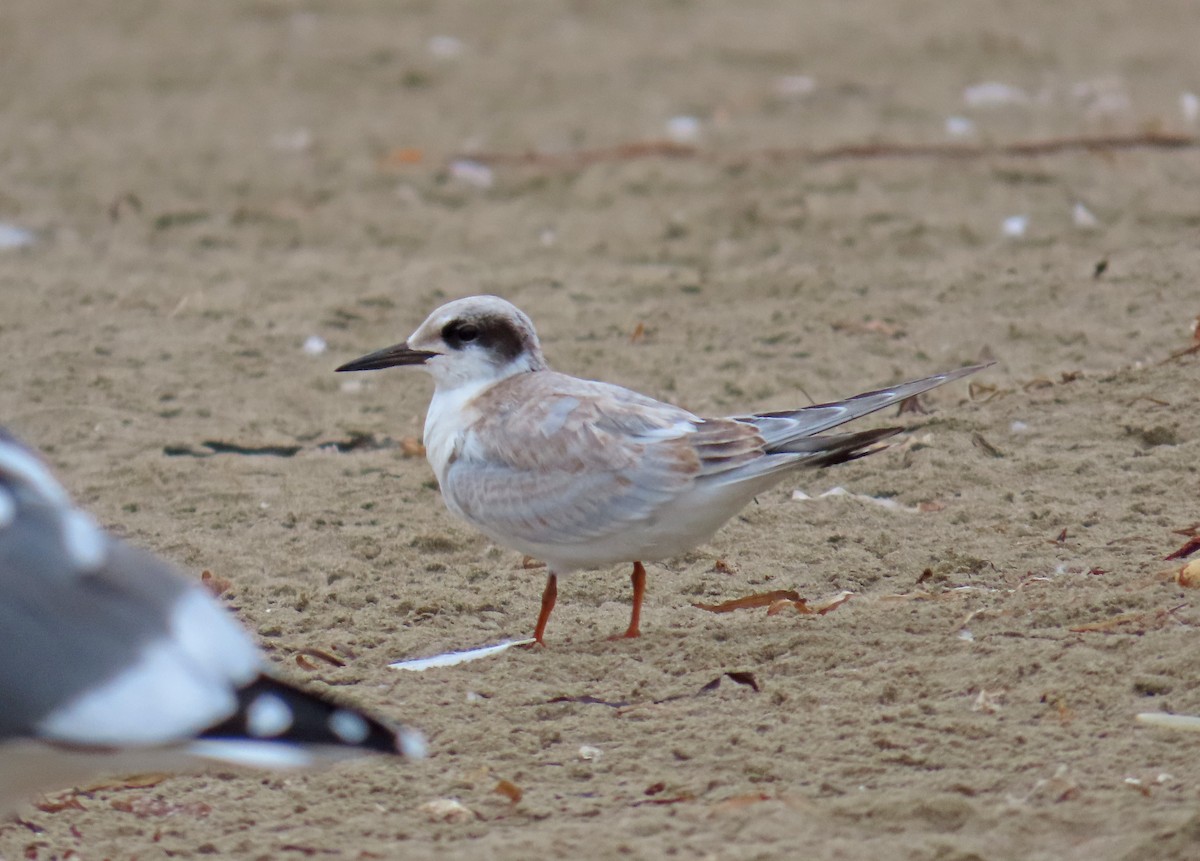 Forster's Tern - ML624170546