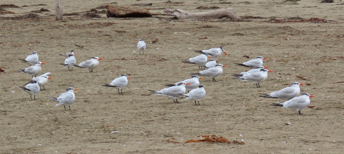 Royal Tern - ML624170557