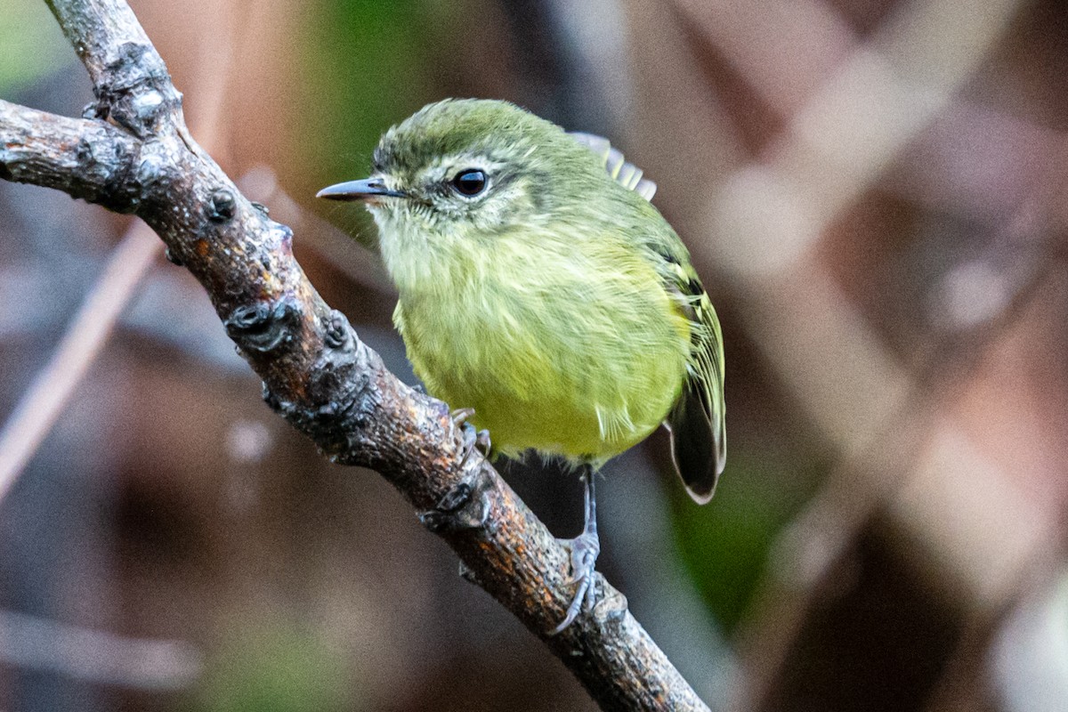 Mottle-cheeked Tyrannulet - ML624170559