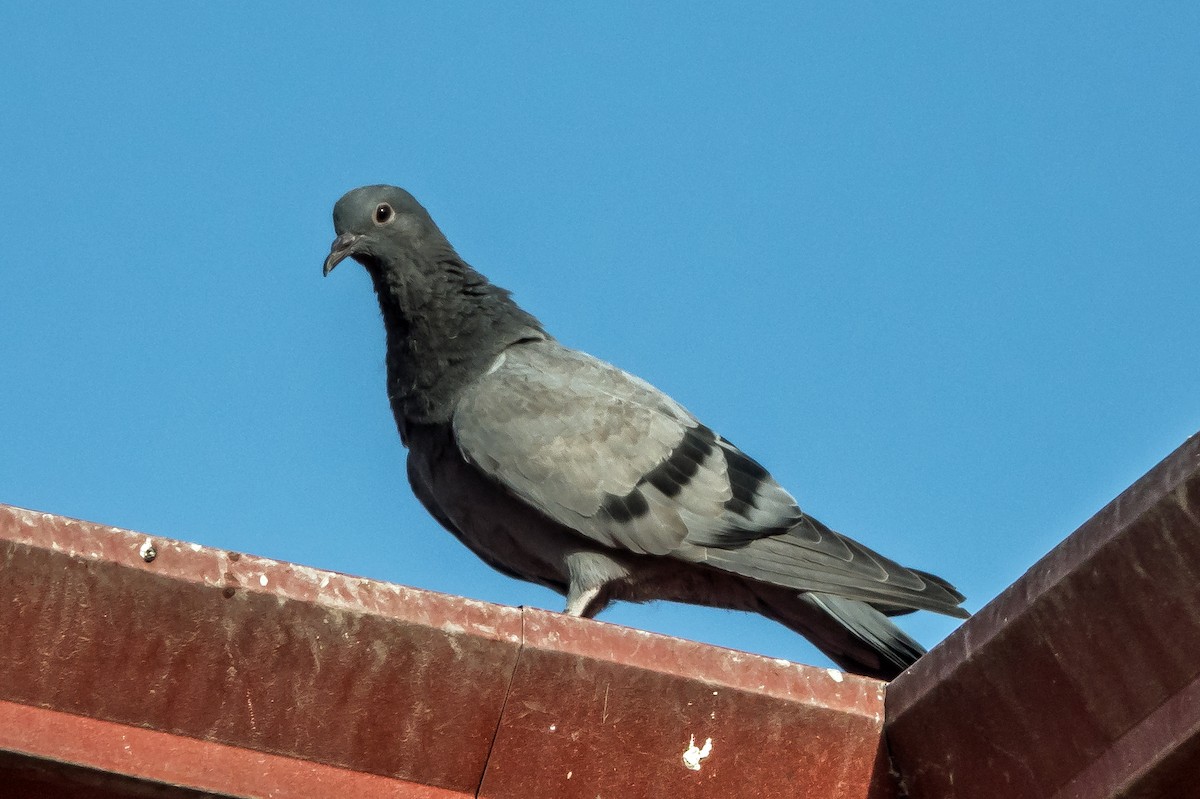 Rock Pigeon - ML624170576