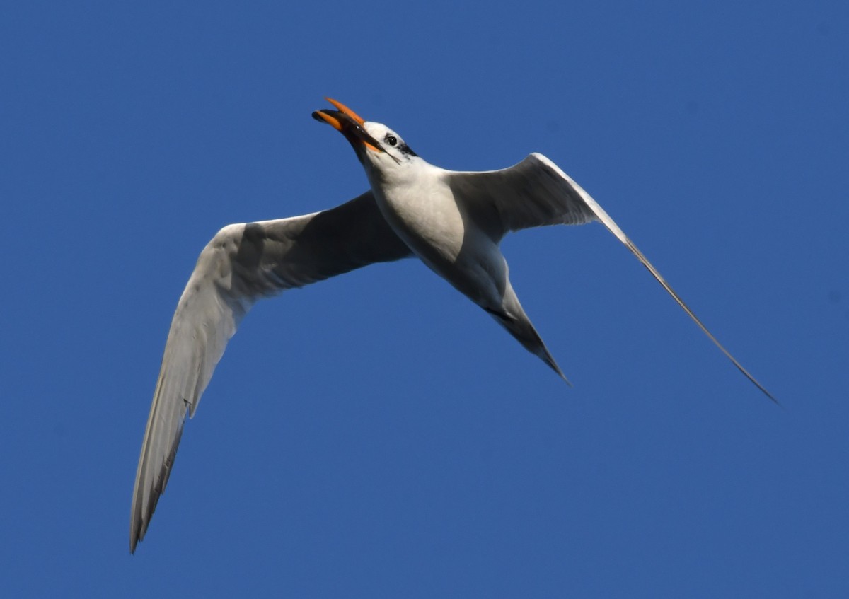 Royal Tern - David True