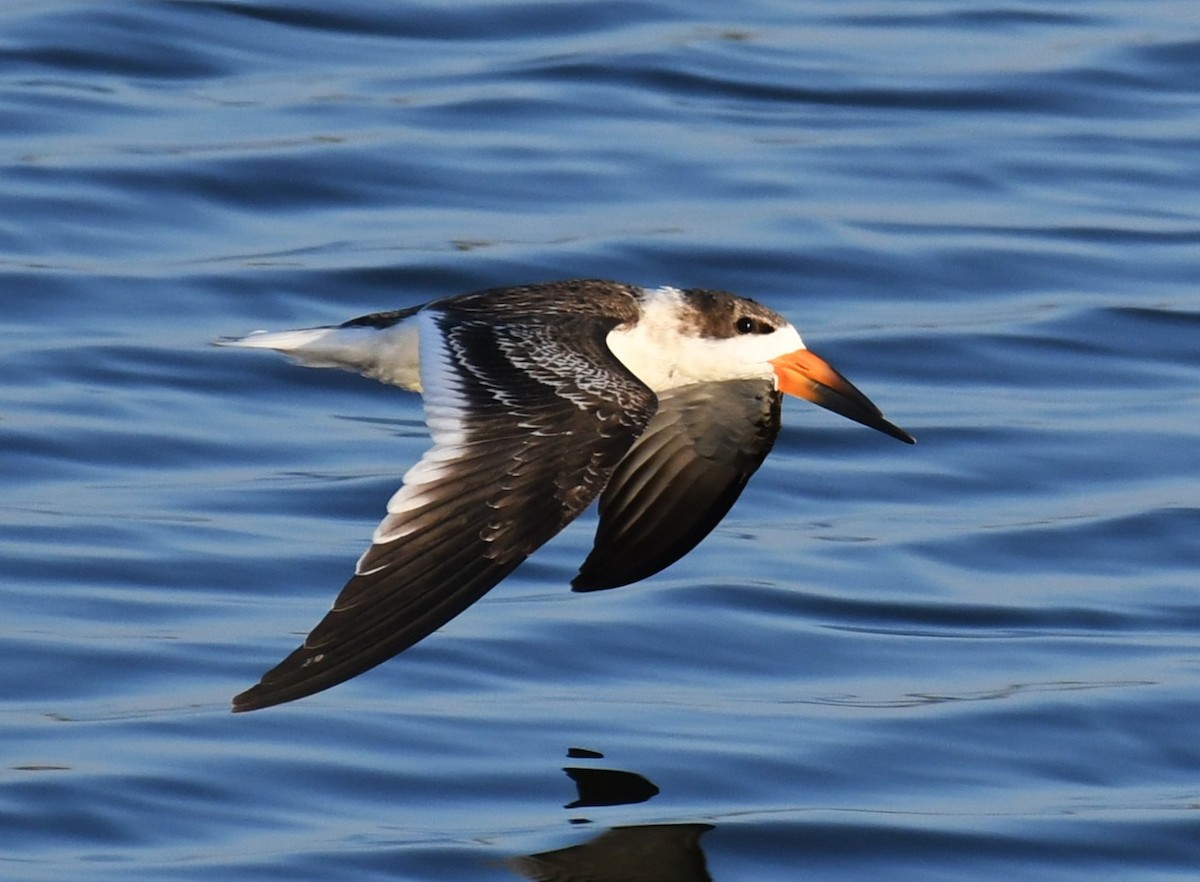 Black Skimmer - ML624170629