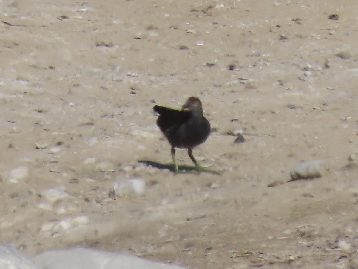 Common Gallinule (American) - ML624170637