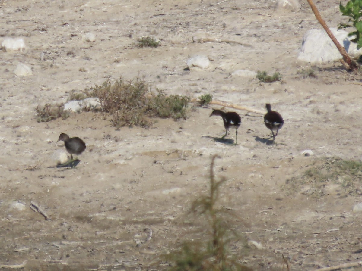 Common Gallinule (American) - ML624170638