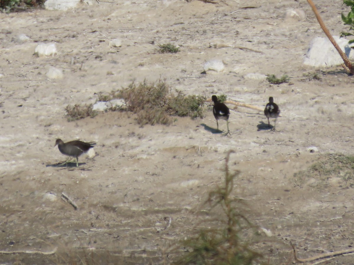 Common Gallinule (American) - ML624170639