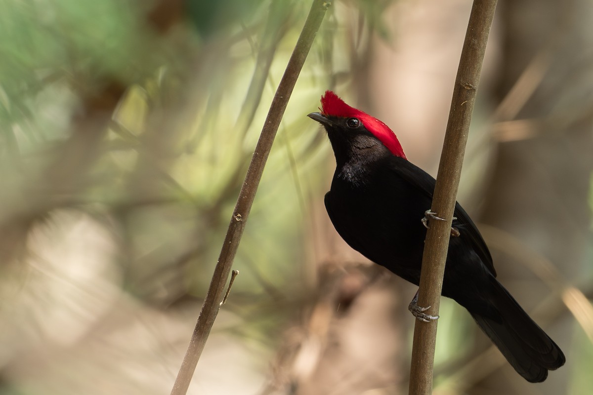 Helmeted Manakin - ML624170647