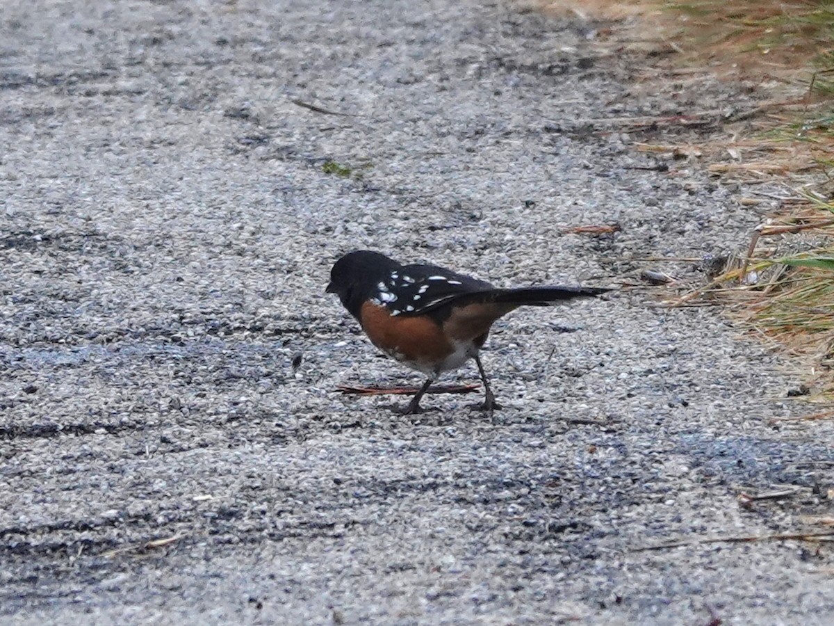 Spotted Towhee - ML624170650