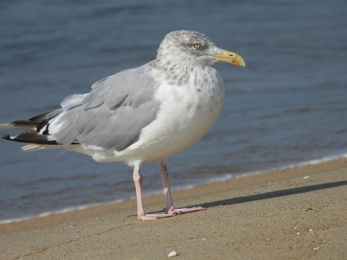 Gaviota Argéntea - ML624170653